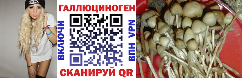 Галлюциногенные грибы Cubensis  блэк спрут как войти  Александров  купить наркотики сайты 