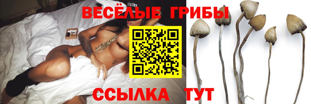 Александров  Псилоцибиновые грибы прущие грибы  Вход с VPN 